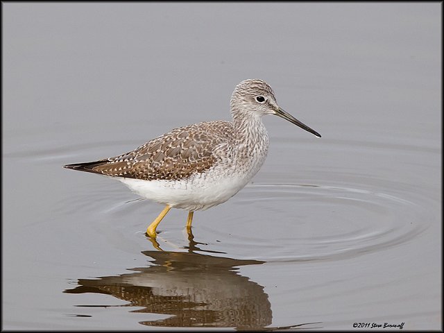 _1SB9751 lesser yellowlegs.jpg